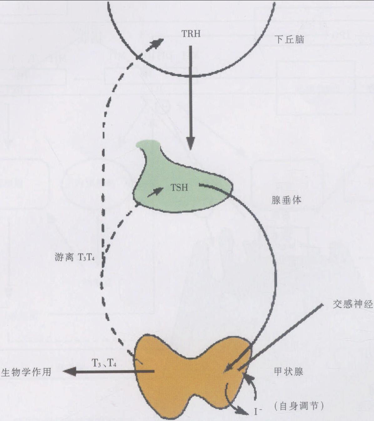 图6-1-4 甲状腺激素分泌的调节